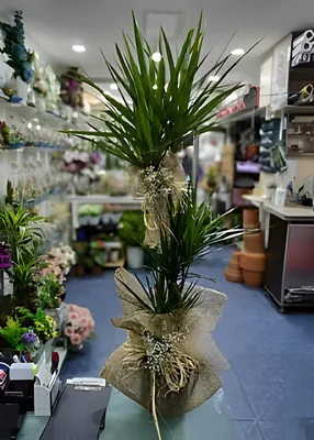 3Lü Marginata 175cm