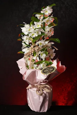 Dendrobium Bambu Orkide