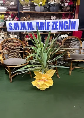 Yucca Bitkisi